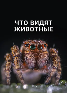 Что видят животные 2018